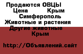 Продаются ОВЦЫ !!! › Цена ­ 120 - Крым, Симферополь Животные и растения » Другие животные   . Крым